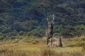 Horton Plains National Park